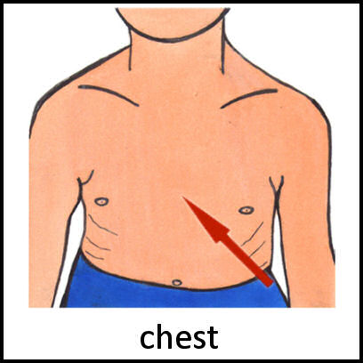 Chest