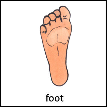 Foot